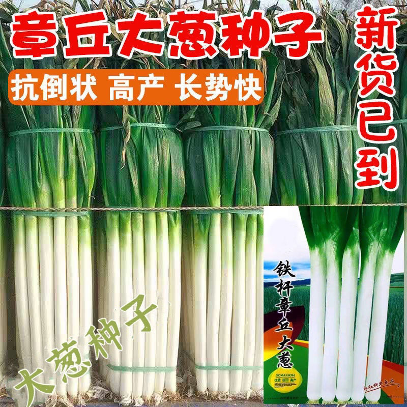 章丘铁杆大葱种子四季高产耐寒蔬菜种子东北春秋播高产大葱籽种子