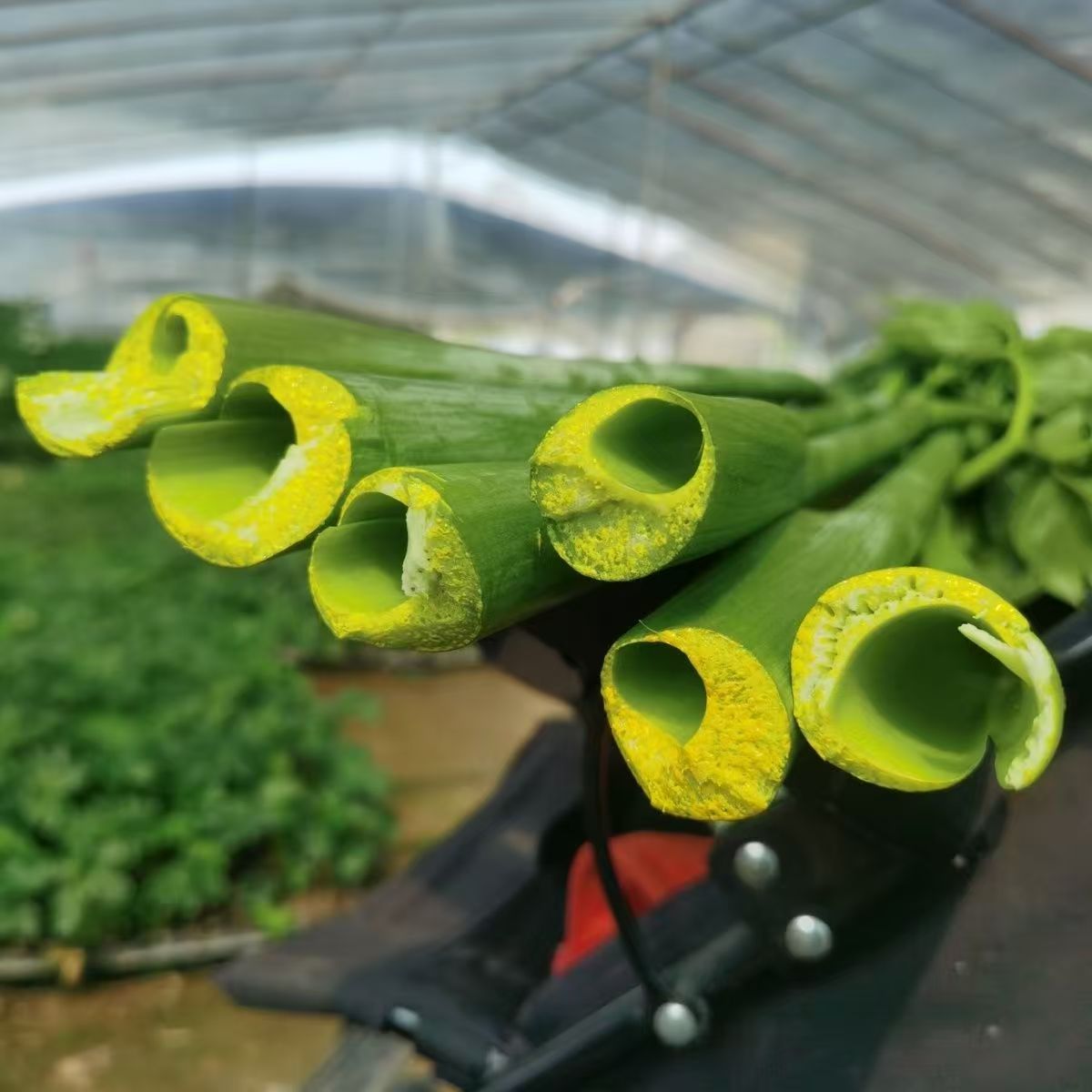 咸草嫩叶老叶鲜茎叶长寿菜神仙草养生可榨汁新鲜蔬菜户外自种