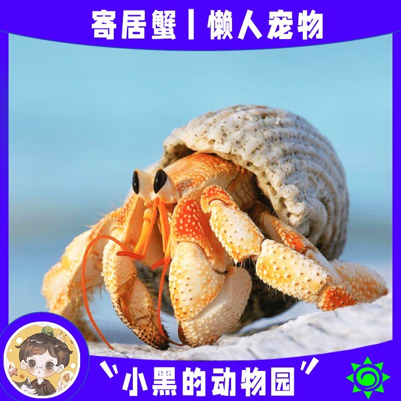 【寄居蟹】寄居蟹宠物观赏蟹送礼蟹儿童节礼物桌面萌宠