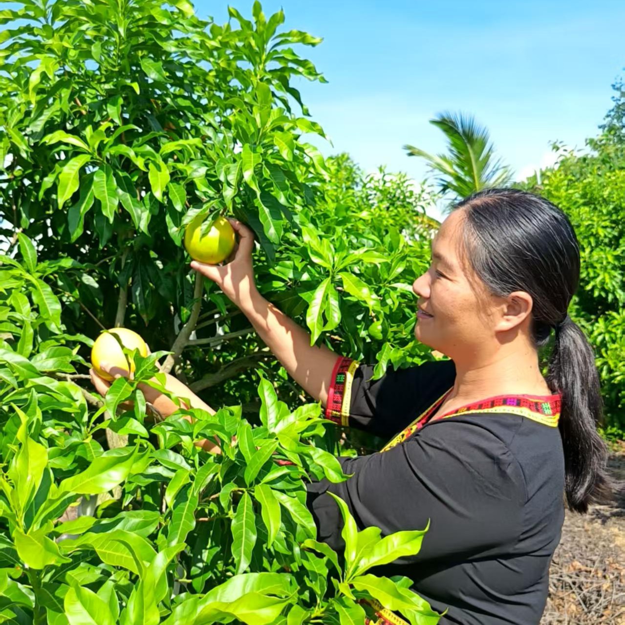 稀有的大黄晶果，天然奶香果肉细腻，入口即化Q弹多汁，顺丰包邮