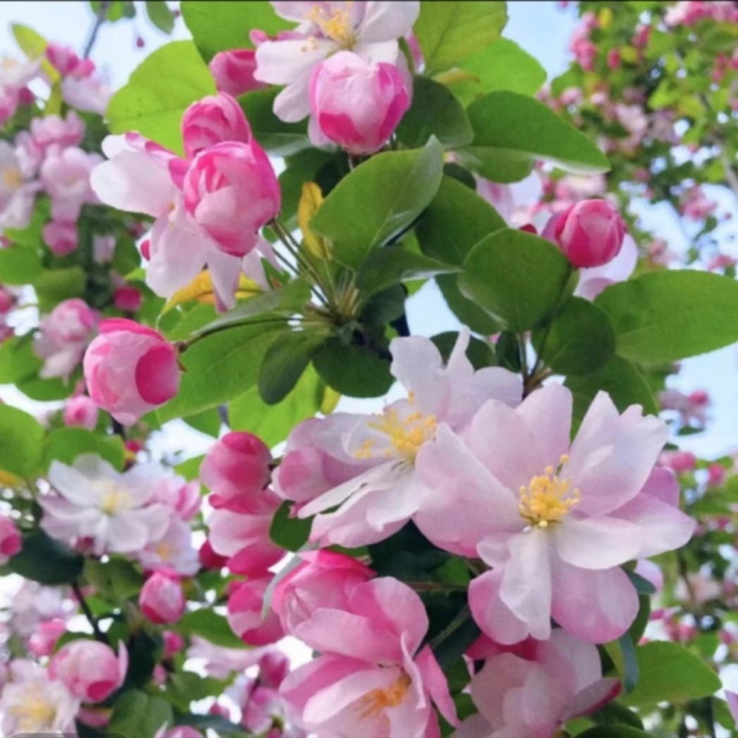 高杆海棠树苗西府垂丝北美日本海棠花树苗庭院别墅适应南北方种植