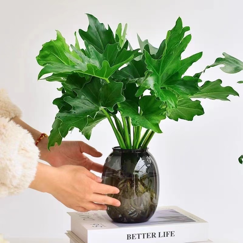 水培春羽盆栽室内桌面摆设四季常青可净化空气好养活