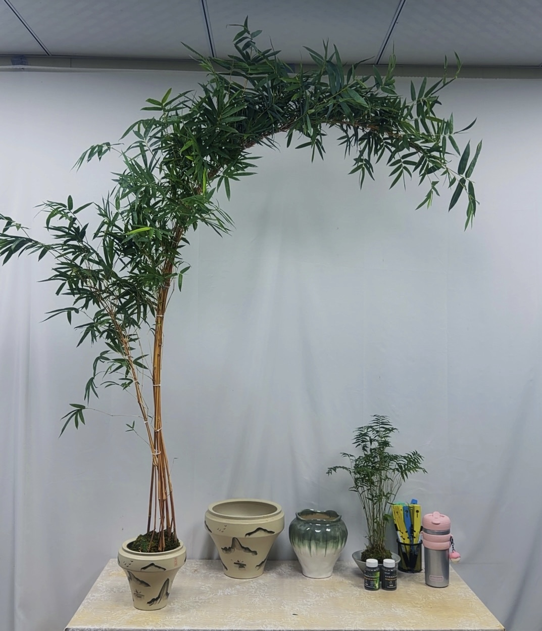 红观音竹绿观音竹飘枝意境室内室外水培苔藓球好养易活盆景