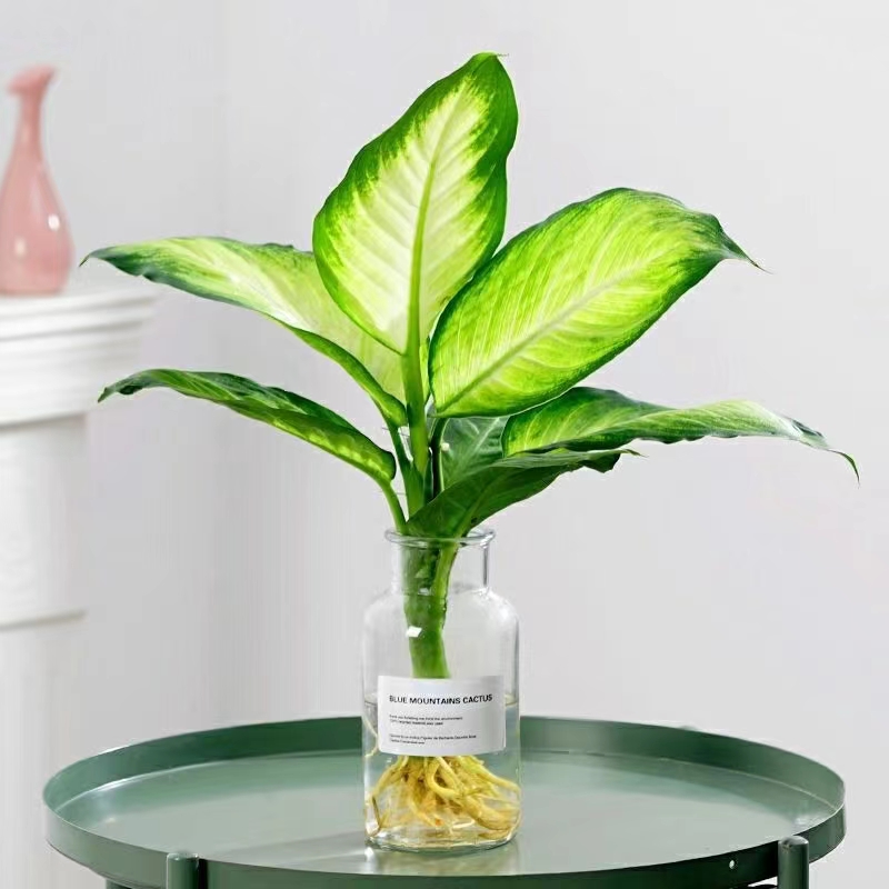 黄金玛丽安植物粉黛万年青盆栽懒人室内桌面净化绿植水培植物