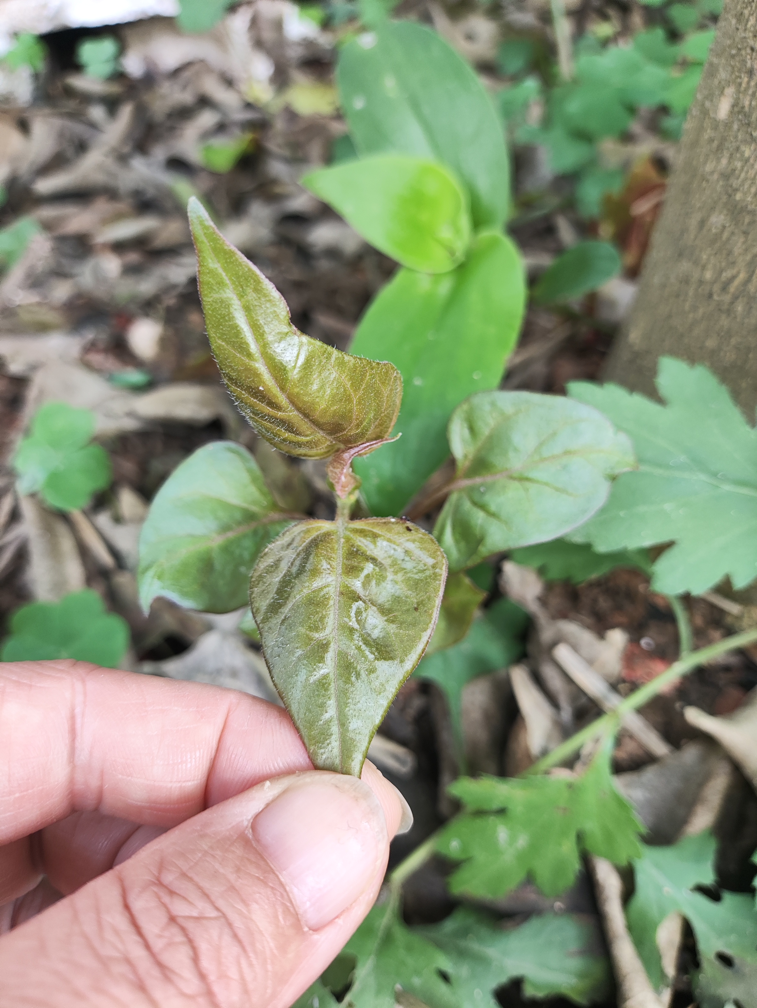 紫红色地雷花小苗非常好养活 家庭园艺下单会有其它苗赠送