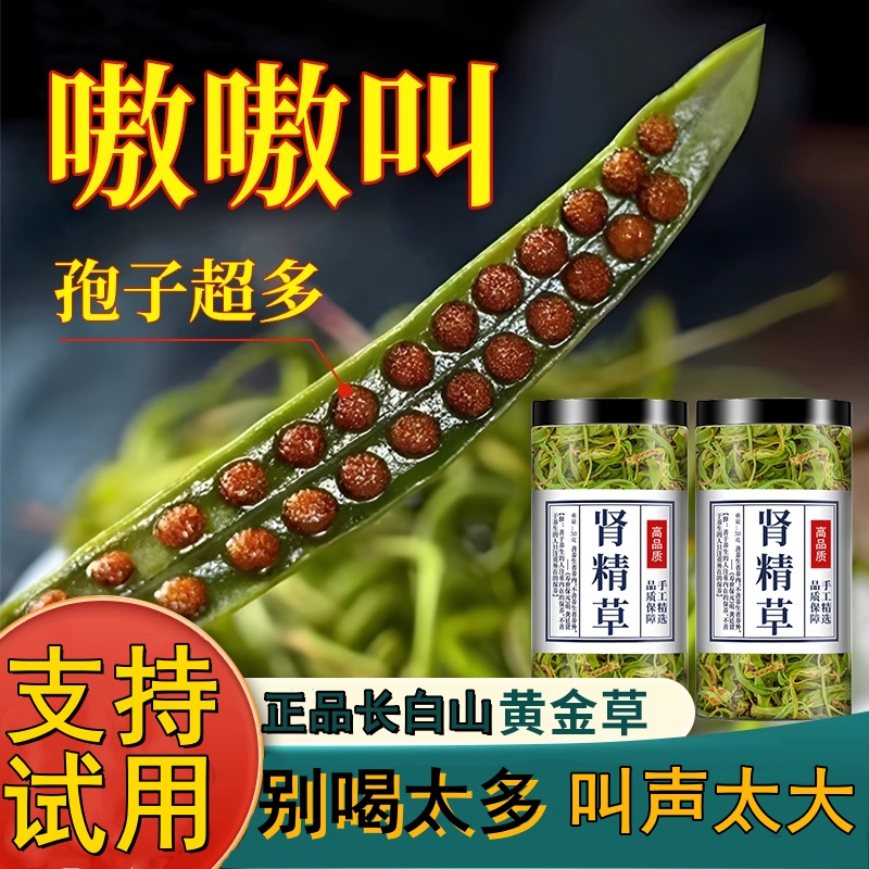 正宗长白山肾精草黄金草 整夜嗷嗷叫草 野化石草可搭配枸杞泡水喝