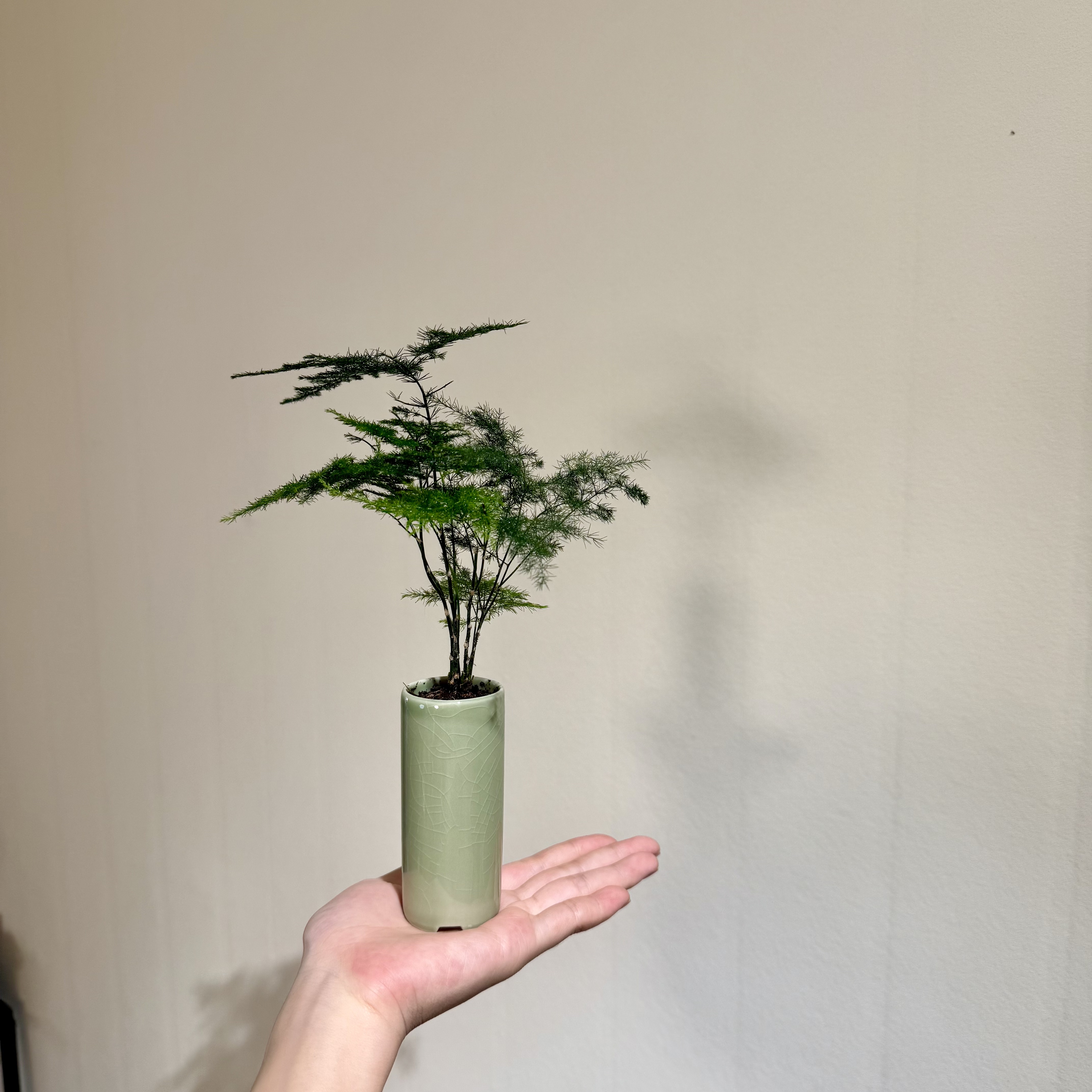 迷你文竹室内好养茶桌书桌小瓶加赠速筒青瓷盆