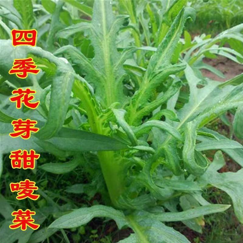 四季花芽甜麦菜种子广东甜麦菜苦麻菜籽青菜春秋季阳台蔬菜种孑籽
