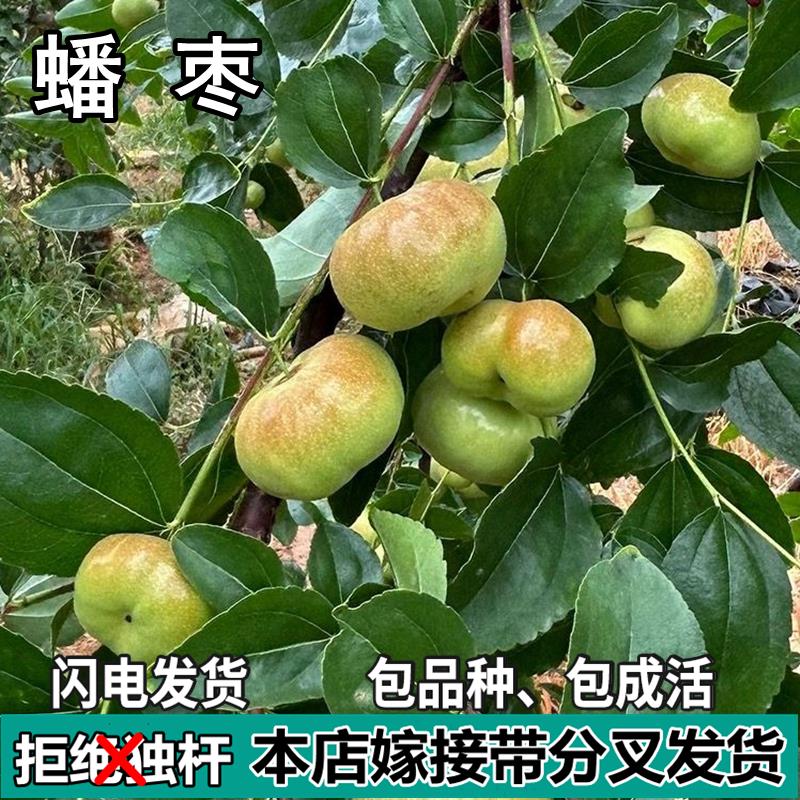 正宗蟠枣苗树活苗南北方庭院地栽特大枣子果树苗盆栽嫁接当年结果