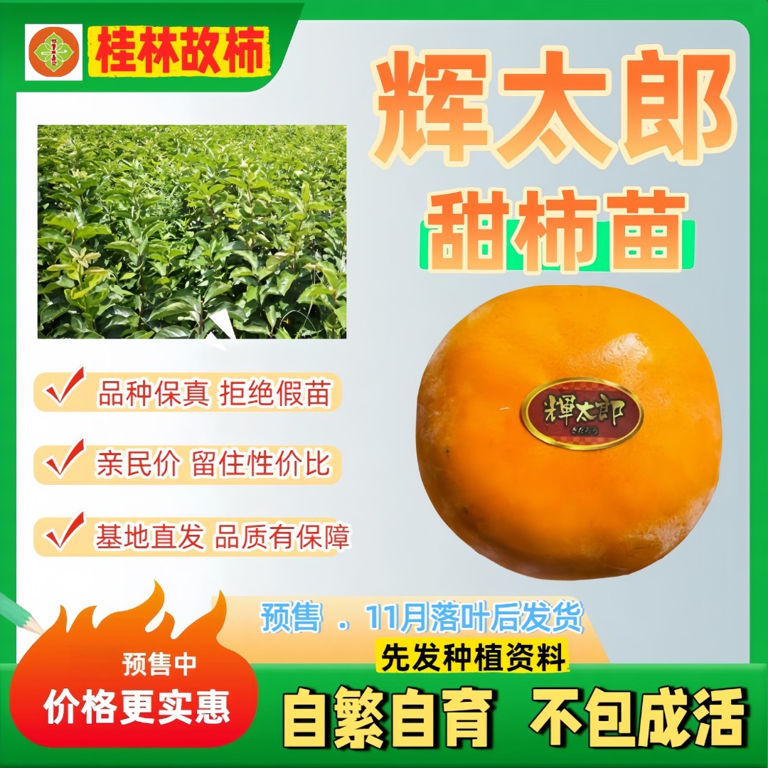 辉太郎甜柿苗 亲民价裸根苗 落叶发货（不包成活）
