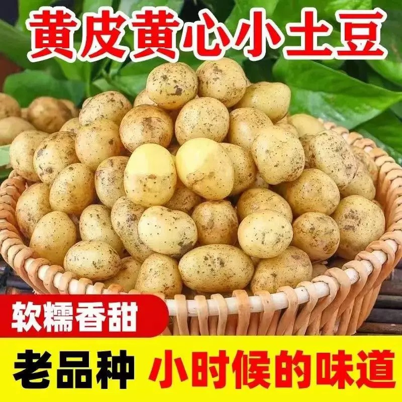 C恩施富硒小土豆现挖农家新鲜黄心土豆5-9斤应季蔬菜迷你马铃薯