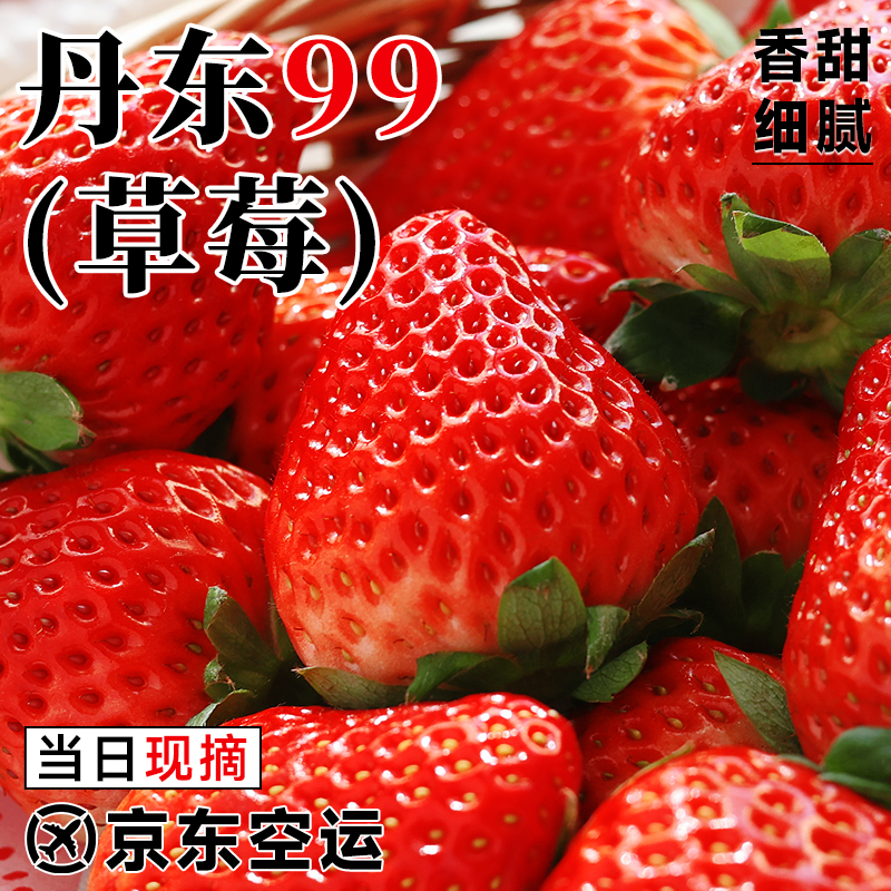 【京东空运包邮】正宗丹东99大草莓新鲜红颜九九牛奶奶油甜草莓礼盒