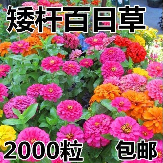 混色百日草花种子矮杆重瓣种孑多色混色百曰草花籽种子室外白日草