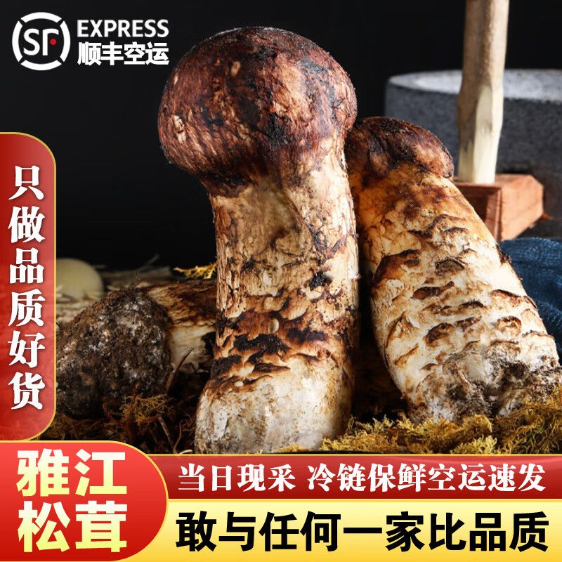 【现货】四川鲜松茸菌野生松茸新鲜食用松茸整箱煲汤顺丰冷链空运