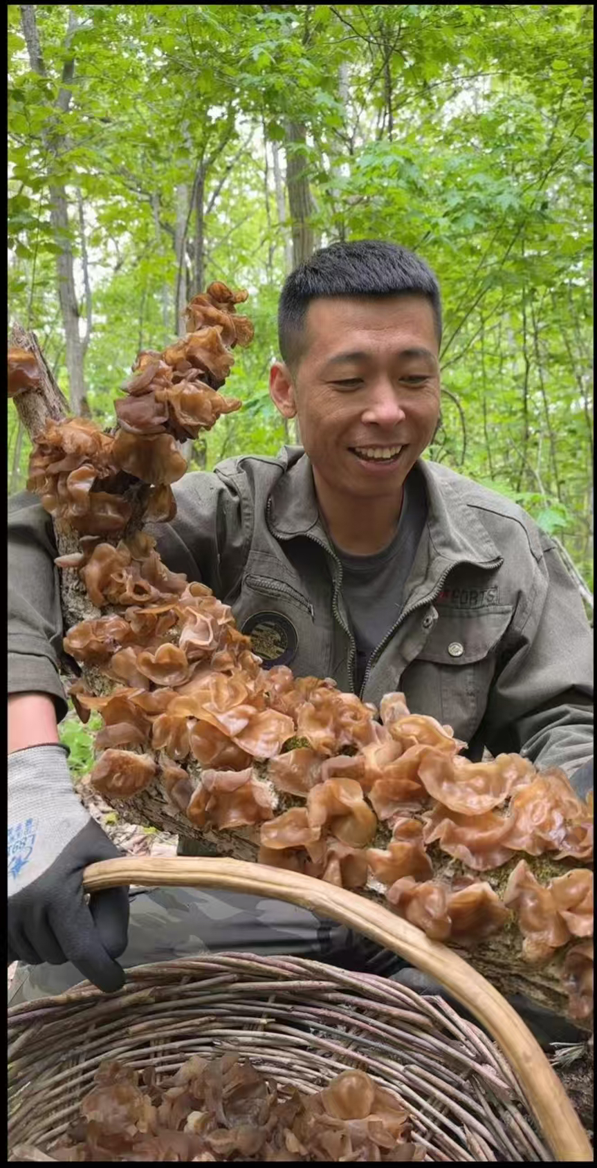 原生态山木耳干货