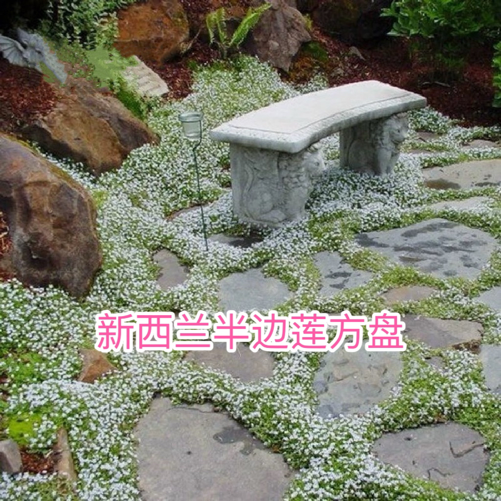 新西兰半边莲鲜花盆栽庭院绿植时令草本花大全耐寒植物四季金叶开