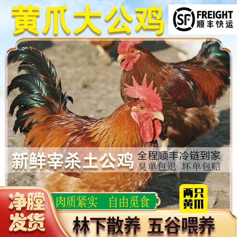 （福利）两只黄爪大冠公鸡+1斤鸡胗  共10.5斤左右