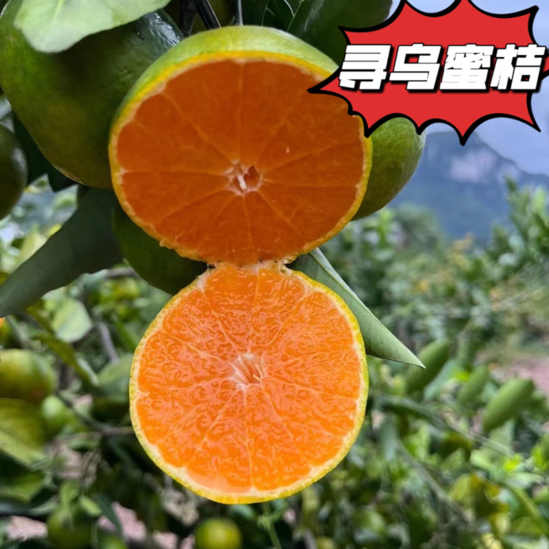 【顺丰上门】江西赣南寻乌果冻蜜桔皮薄无籽化渣酸甜口水果3斤/5斤