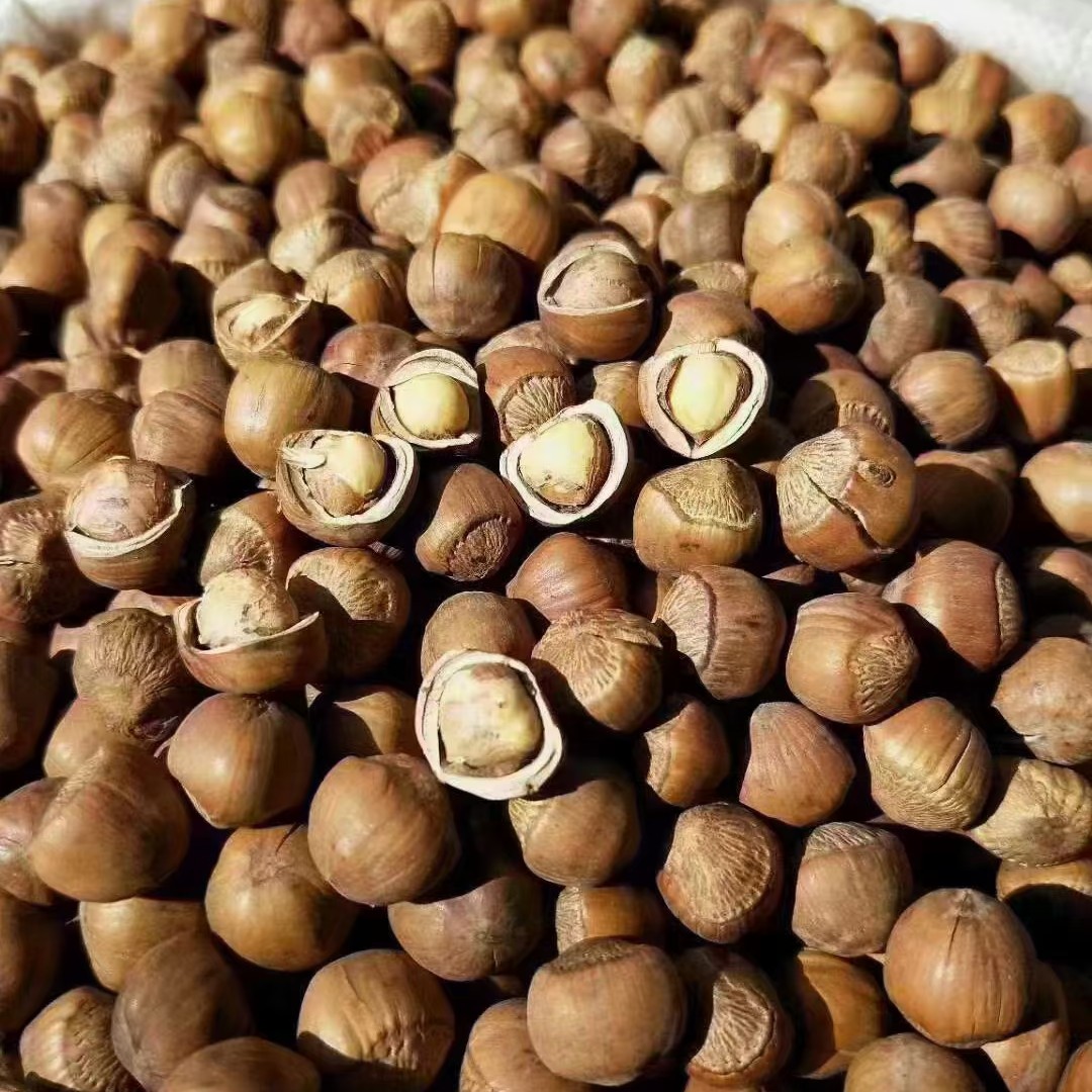 东北特产黑龙江大兴安岭精选野生榛子二斤包邮原味笨炒优质