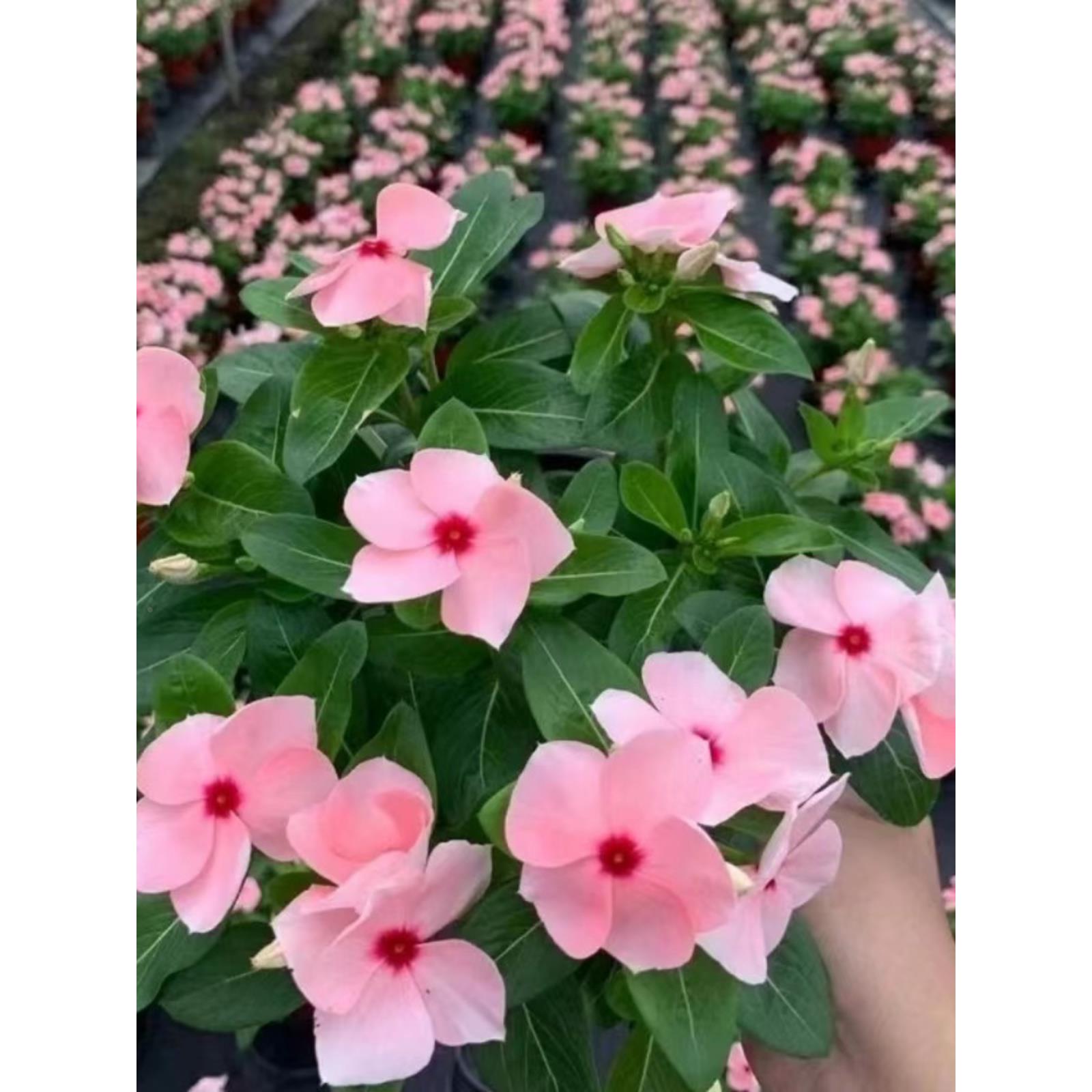 日日春长春花迎春花五叶梅花卉盆栽多色带花苞阳台多季开花多年生