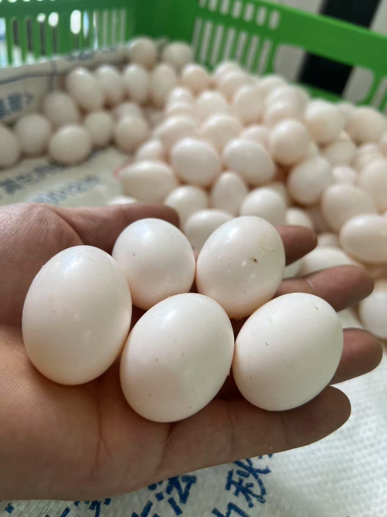 新鲜正宗散养鸽蛋农家初生鸽蛋喂养五谷杂粮孕妇营养儿童宝宝辅食