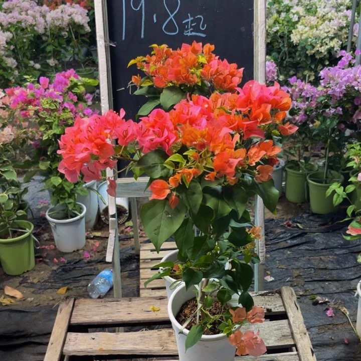 三角梅一物一拍（大苗）（掉花掉叶不售后介意勿拍）