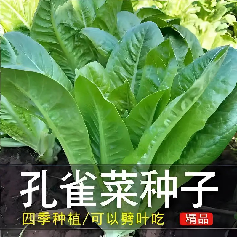 【四季种植】孔雀菜种子耐寒性好生吃脆甜直立生菜盆栽大田