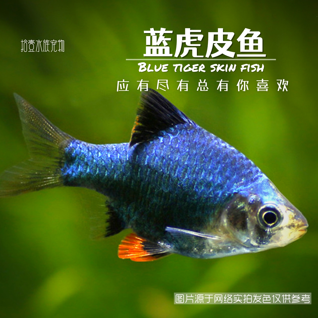 蓝虎皮绿宝石虎皮鱼鱼观赏鱼活体热带小型观赏鱼淡水鱼好养群游鱼