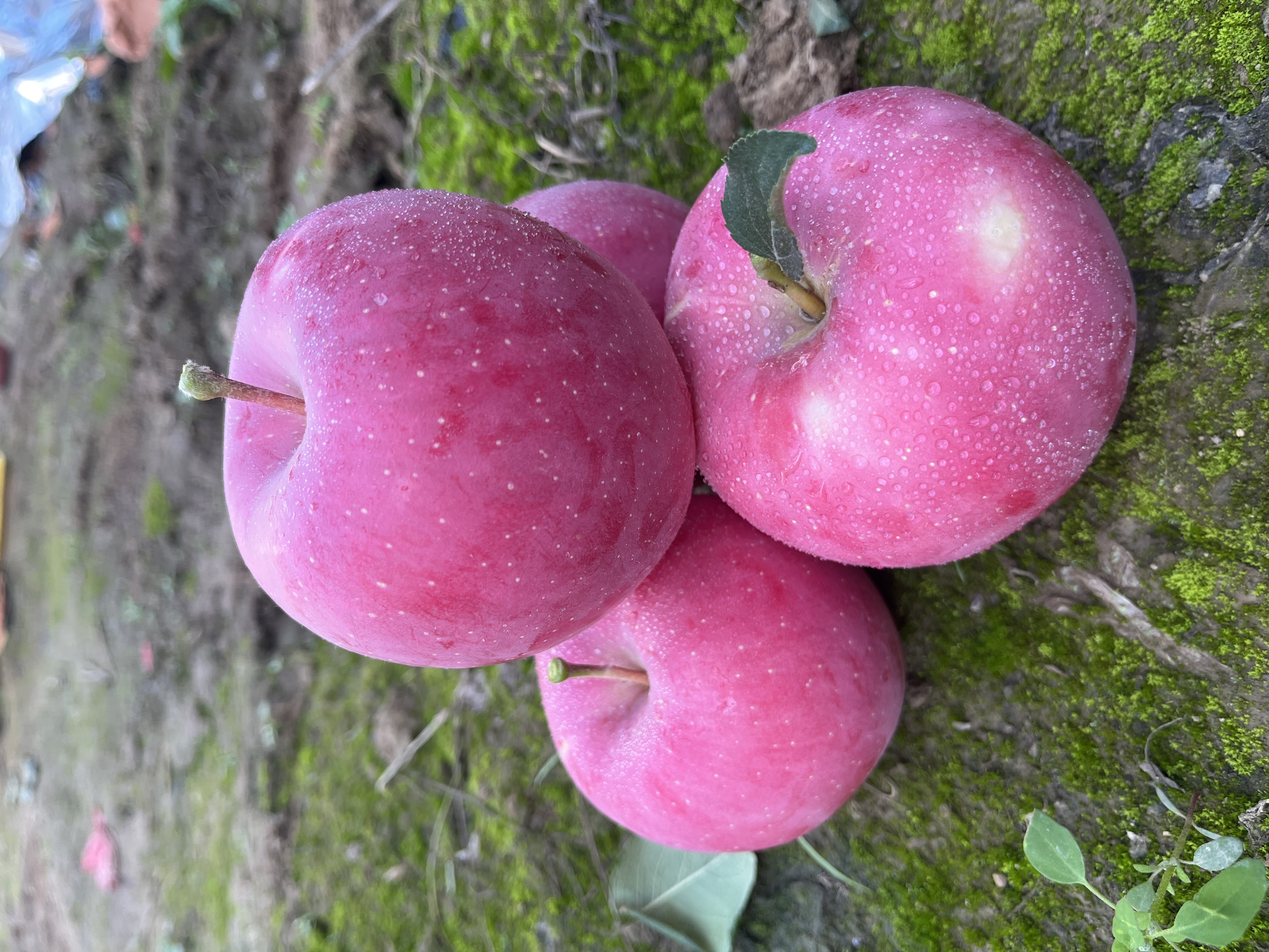 二先生『甘肃娃』自家高山梯田精品红富士苹果脆甜多汁产地现摘现发