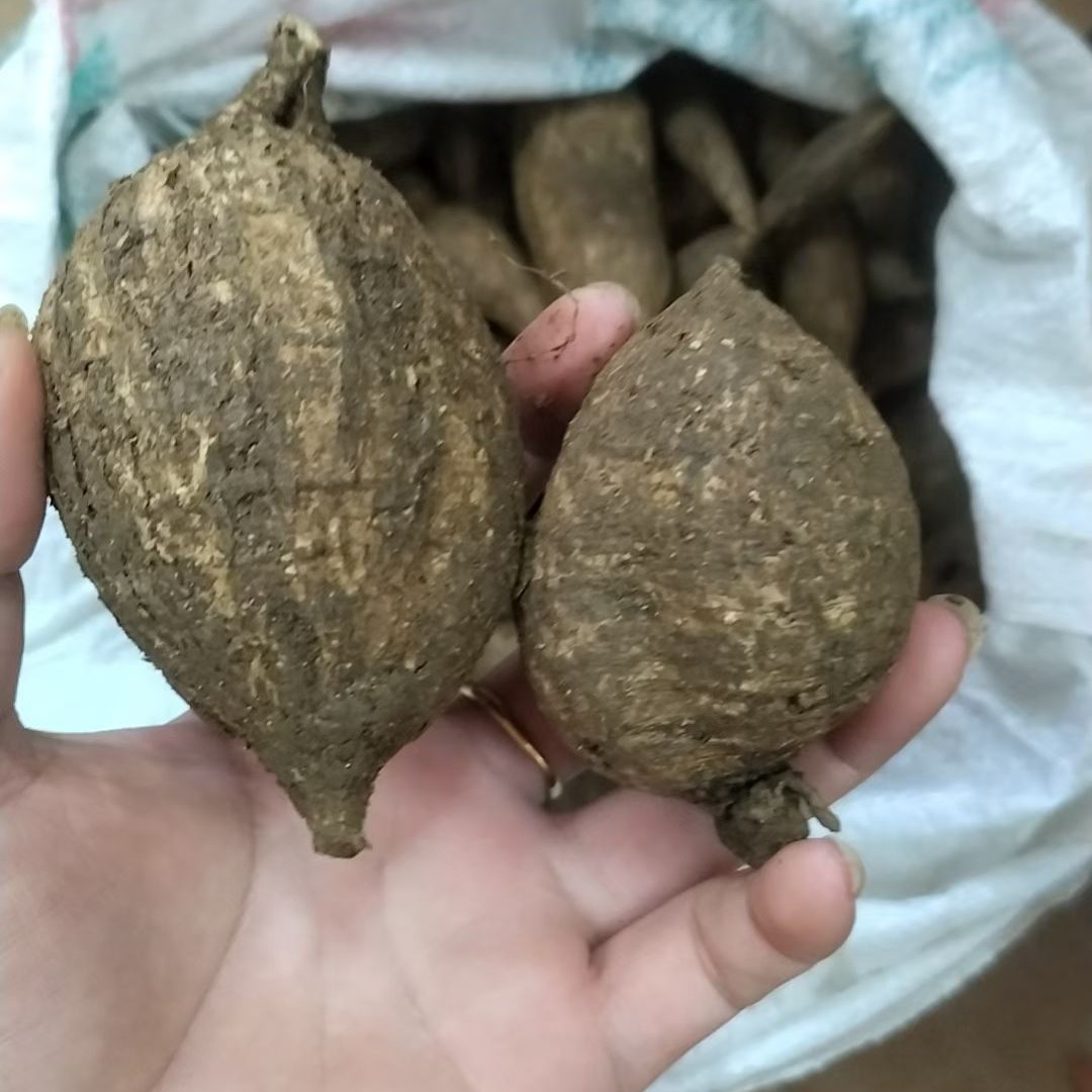 广东本地小叶黑牛，圆牛猪仔牛，煲汤，泡酒清甜