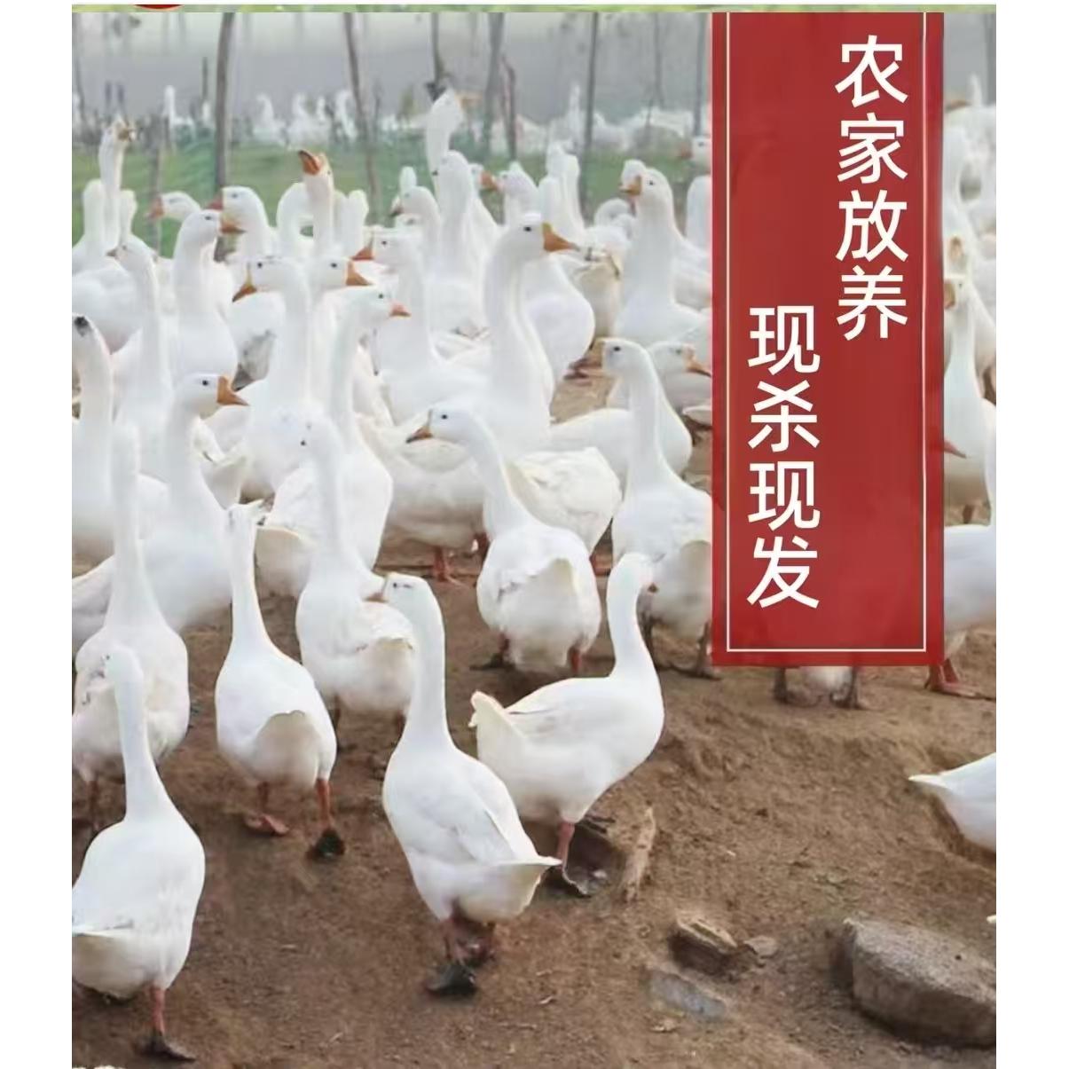 农家散养大白鹅 现宰现发带心肝