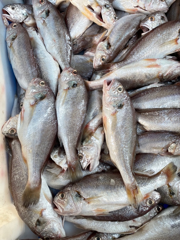 浅海新鲜划鱼   5包省内包邮