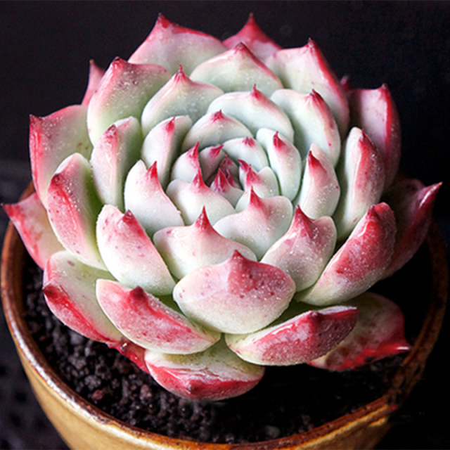 吉娃娃 吉娃莲 杨贵妃 云南基地清棚控养多肉植物 书房办公室萌物