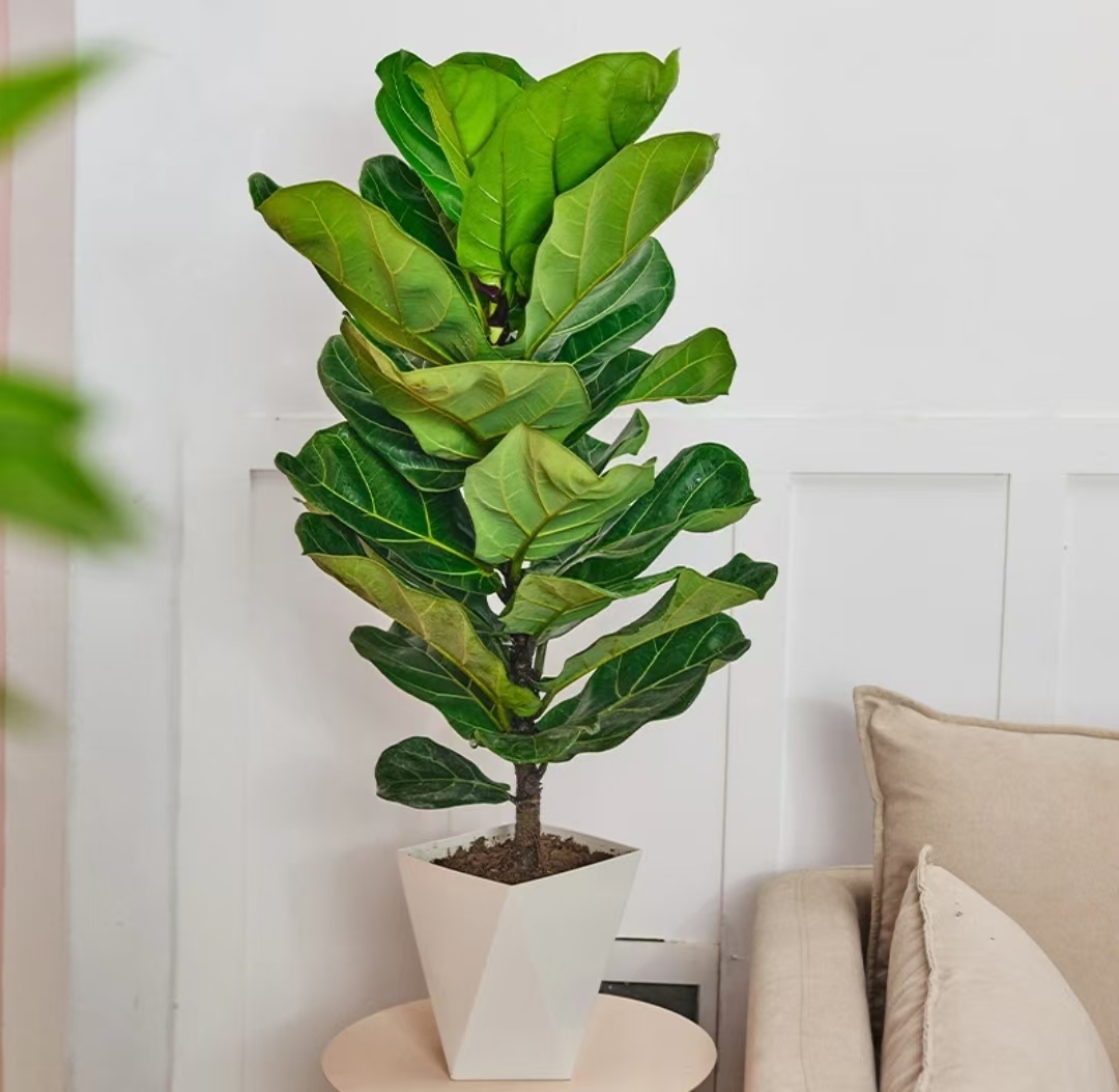 琴叶榕高60-80CM办公室客厅大叶绿植种植盆发货好养活实拍主图2