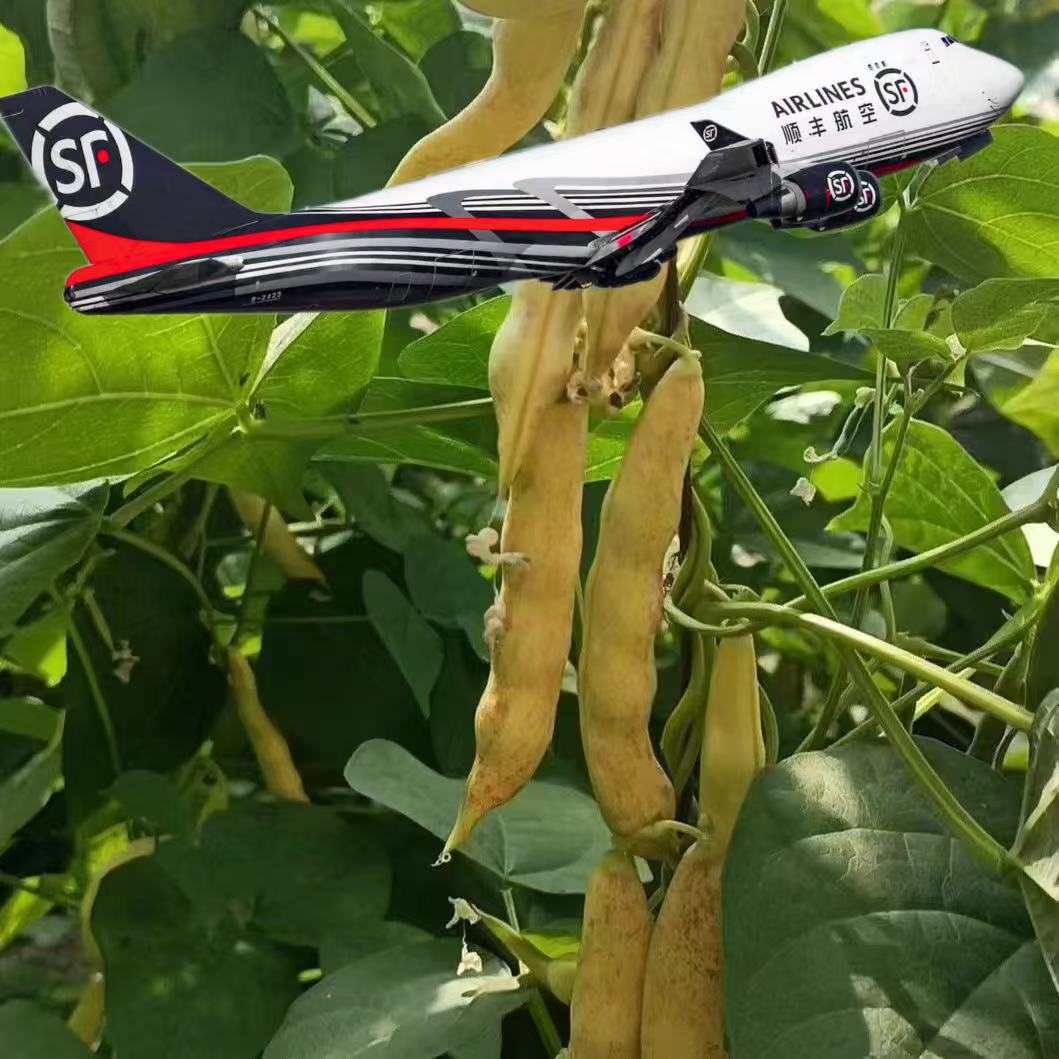 弯钩黄豆角3斤/4斤半 .顺丰空运包邮.吉林省松原发货