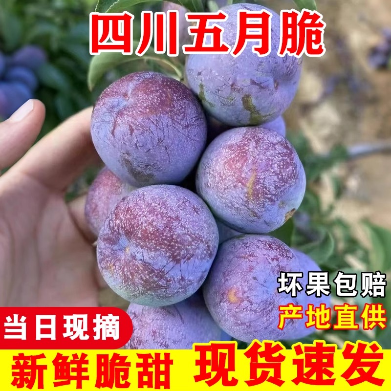 5斤正宗五月脆凤凰李新鲜现采现采脆甜可口脱骨李整箱发货