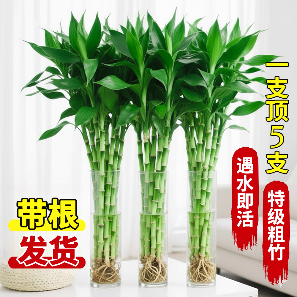 带根富贵竹水养客厅带根水培植物盆栽土易活大宽叶富贵竹粗竹加粗