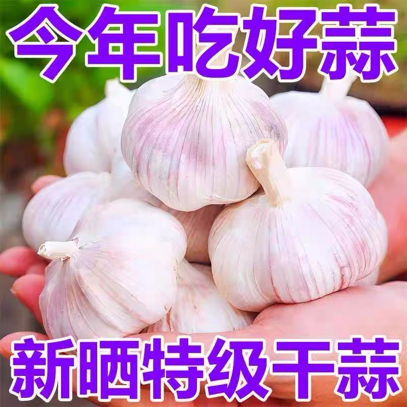 金乡大蒜新干蒜紫白皮种子干蒜多瓣调味大蒜头农家自产四六瓣蒜