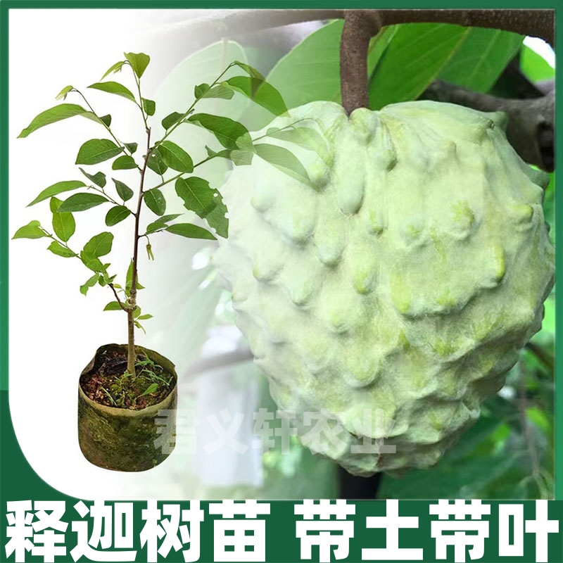 凤梨释迦树苗榴莲释迦果树苗嫁接番荔枝苗蜜释迦苗盆栽地栽