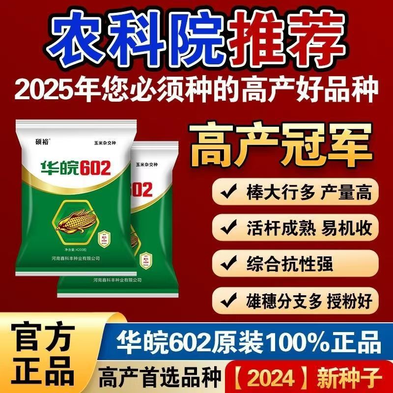 华皖602高产玉米种超矮正宗耐阴雨不倒伏粒粒封顶四紫八抗老牌子