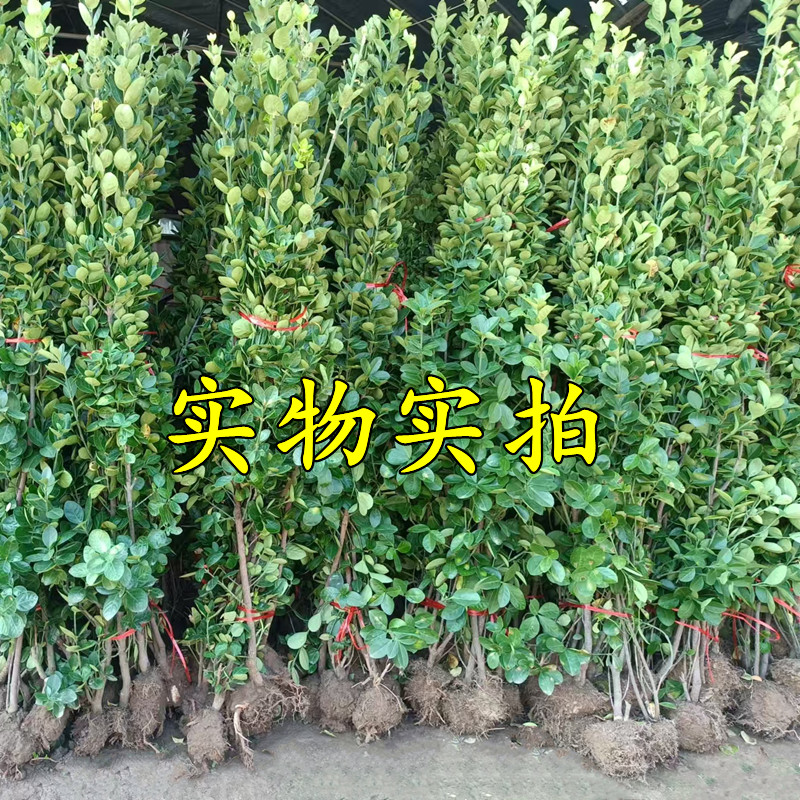 丛生北海道黄杨冬青树苗四季常青绿篱别墅庭院围墙绿化
