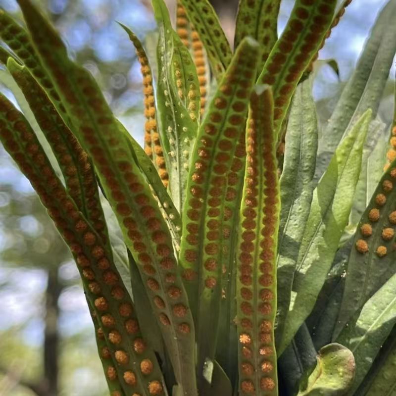 长白山深山小草  50克泡水赠枸杞