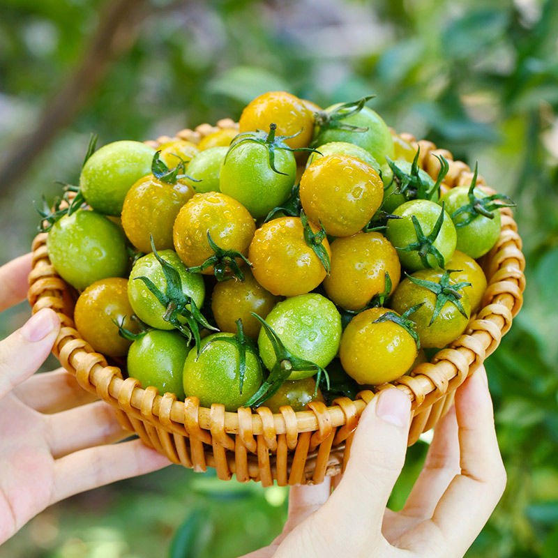 【侬乡食】山东双色小番茄3斤装（青甜2号/糖珀琥）约90-130个