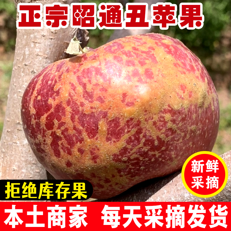 【正宗昭通市丑苹果】2025云南昭通冰糖心丑苹果新鲜水果脆甜2/5斤