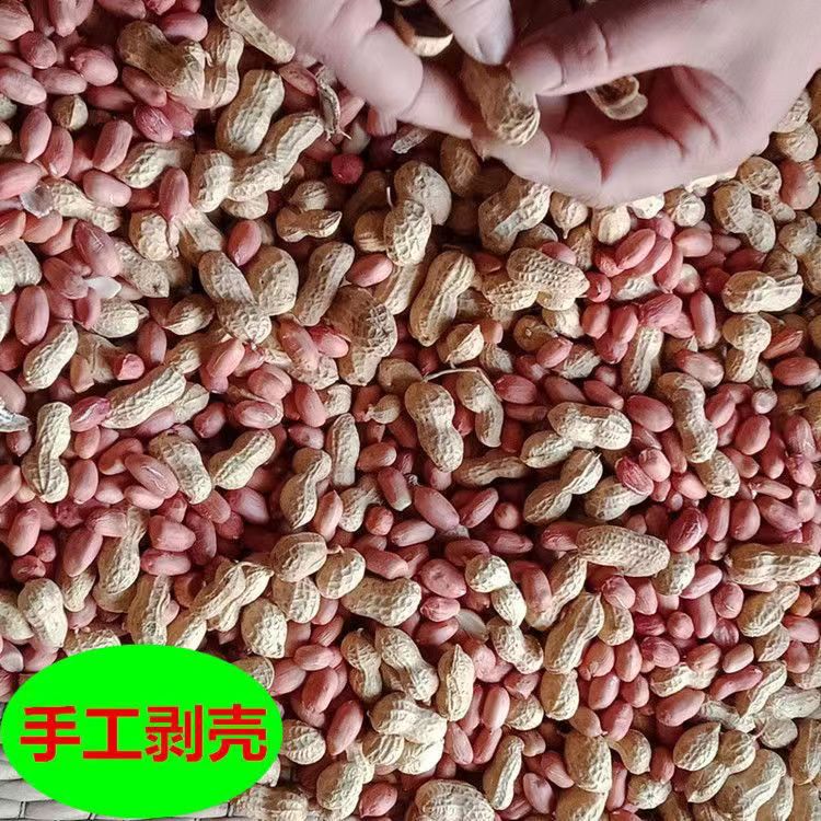 当季新货水培花生芽专用花生基地自种精选花生米芽率高口感好