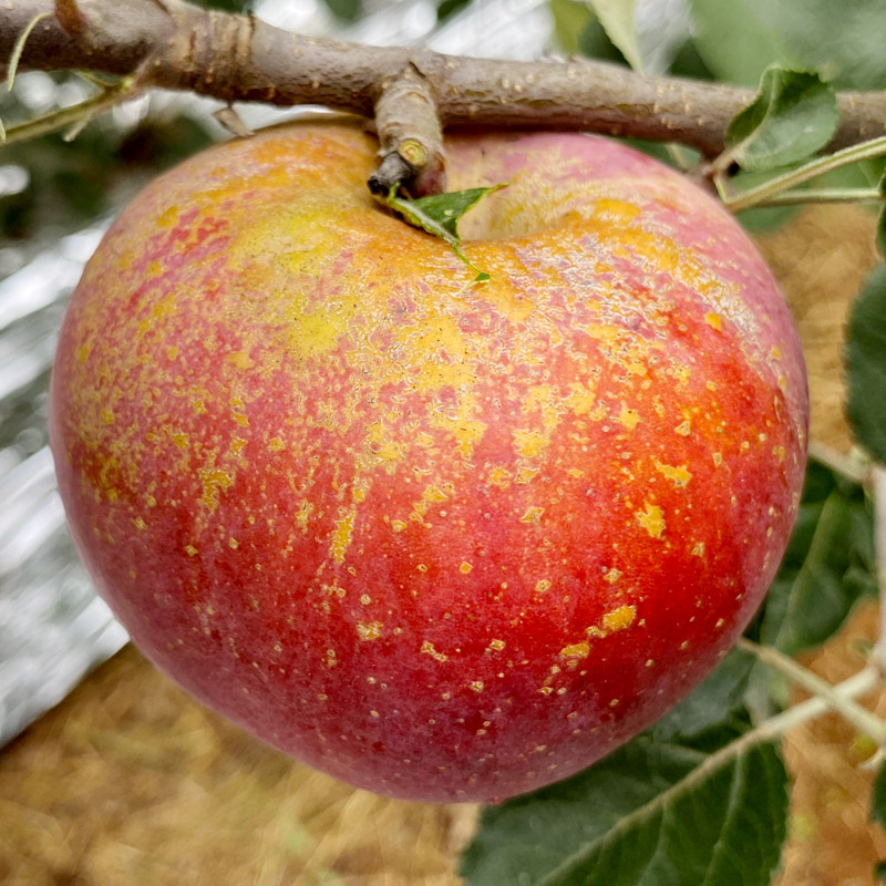 云南昭通丑苹果当季冰糖心苹果水果新鲜2/5斤脆甜现摘树上鲜果