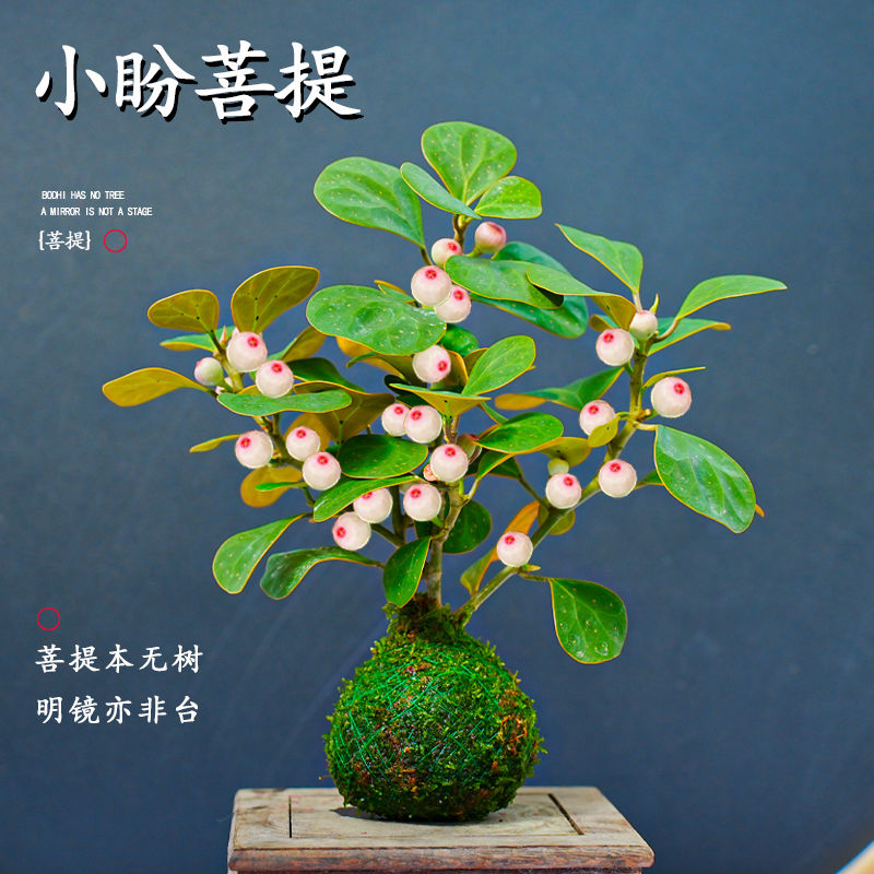 苔藓球菩提树盆栽带果室内招财桌面禅意客厅绿植盆景办公室植物