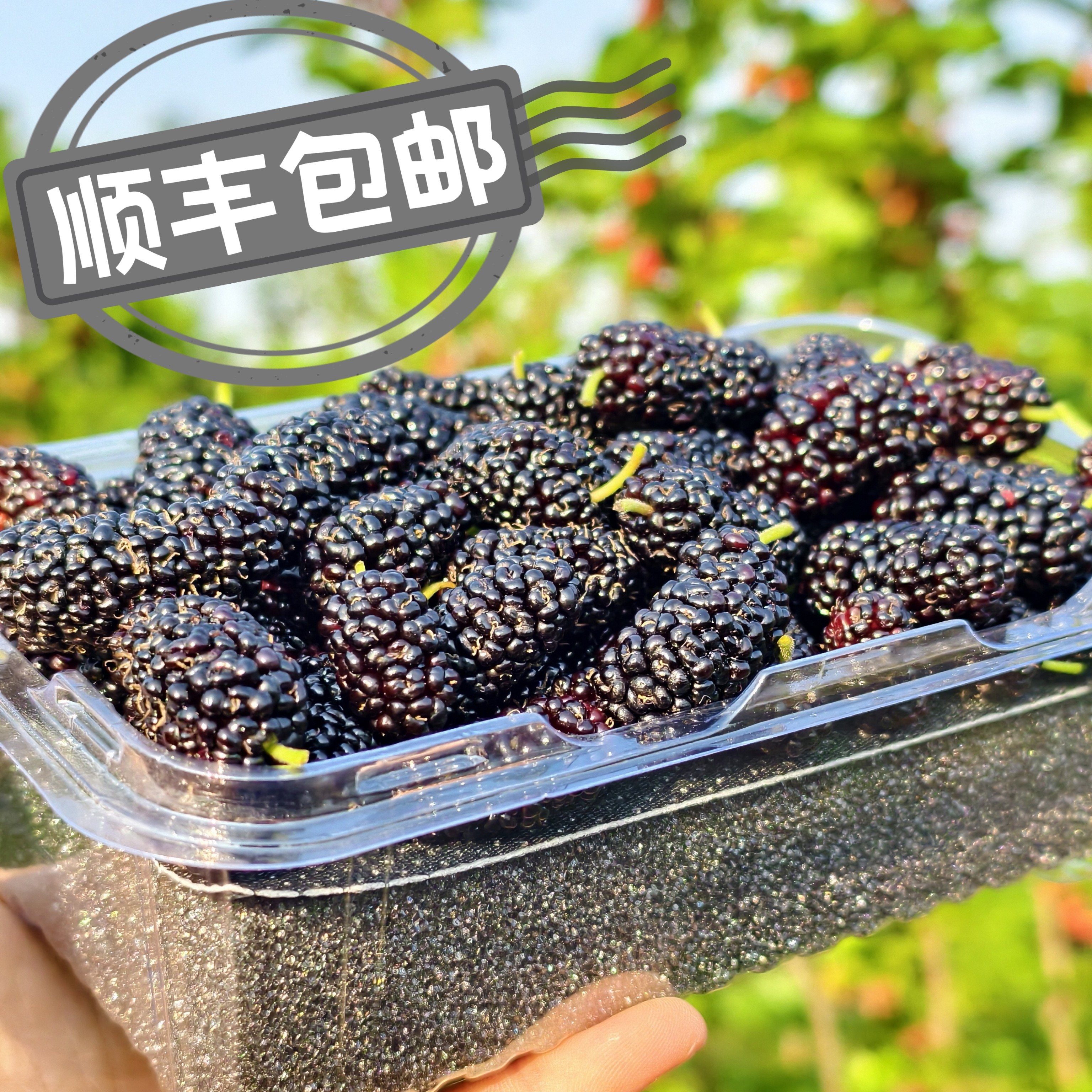 新鲜桑葚现摘现发鲜果黑桑果孕妇水果可榨汁泡酒爆甜多汁时令水果