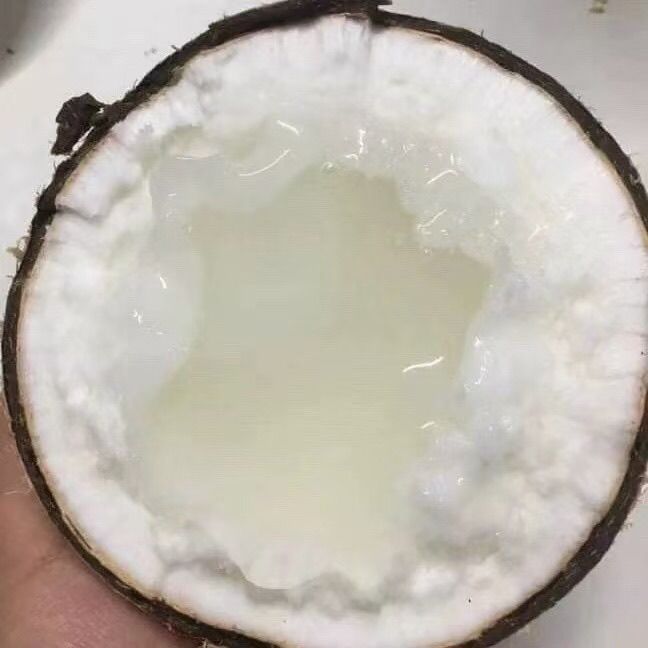 【顺丰包邮】当季新鲜糯米椰玛卡普诺椰子绵软糯叽叽水果罕见稀有