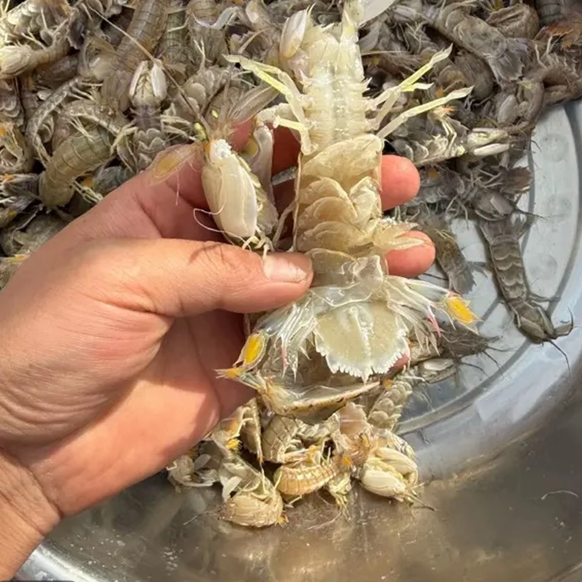 【保鲜不保活】渤海湾本地皮皮虾，3-6斤！骑手送货上门